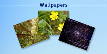 Wallpapers